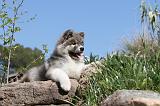 AKITA AMERICAIN 039